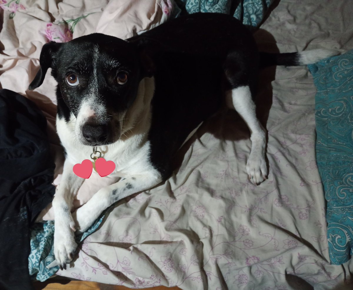 Papá de Rabanito tweet media