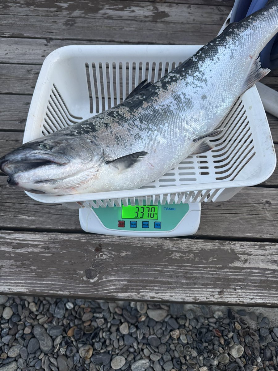 なべチキ男 tweet media