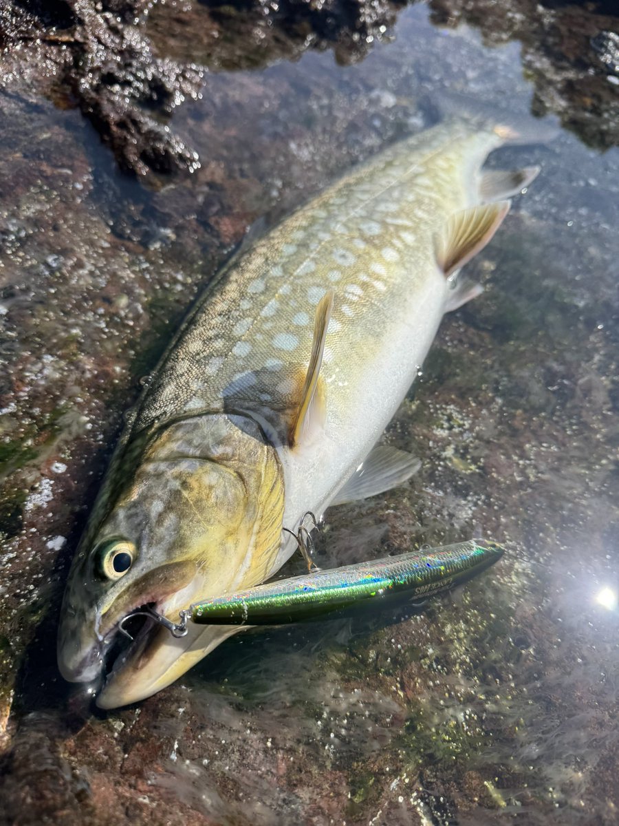 なべチキ男 tweet media