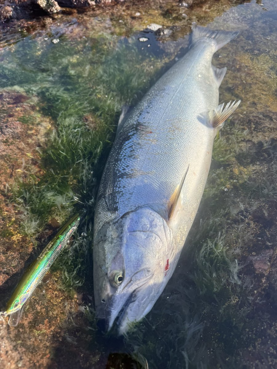 なべチキ男 tweet media