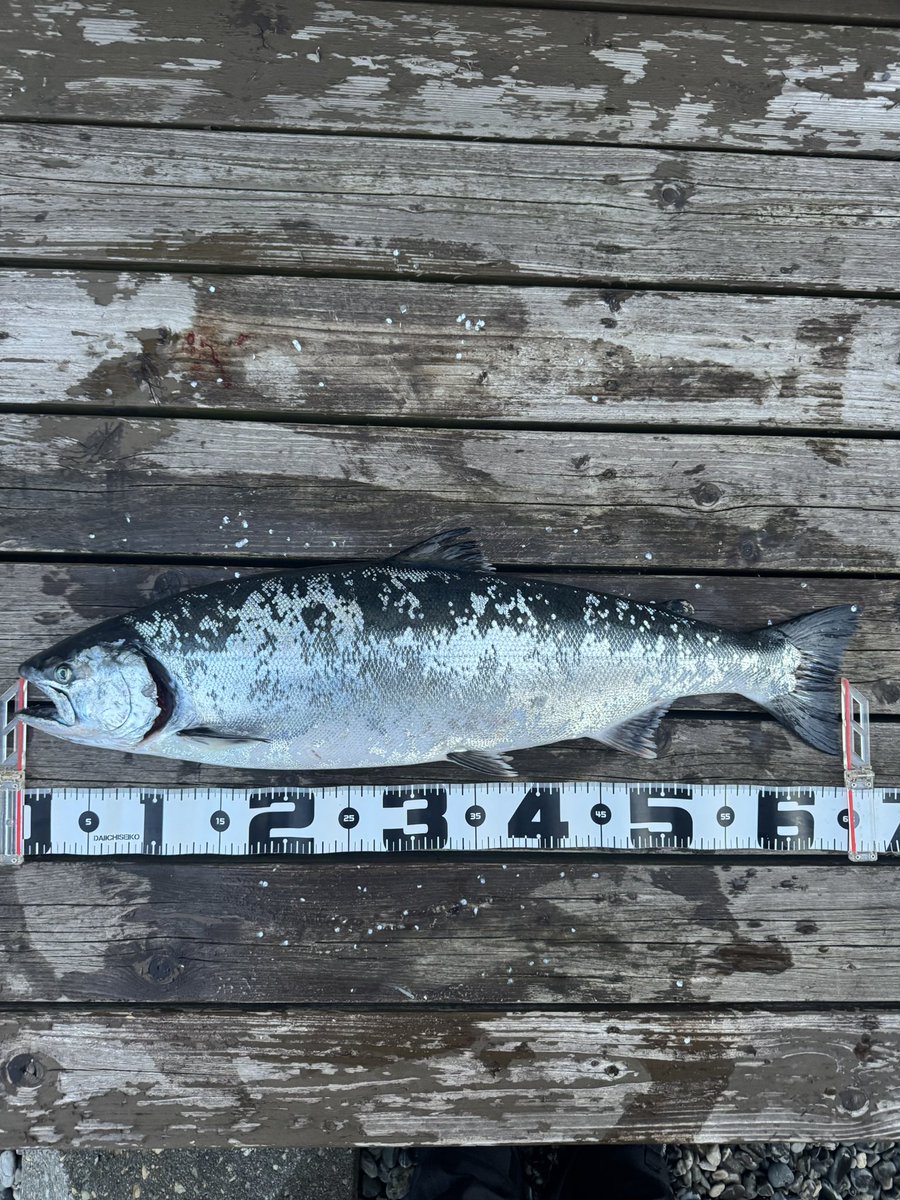 なべチキ男 tweet media