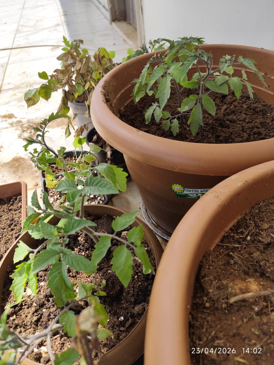 borsaci99's tweet photo. Rabbimin hikmetinden Sual olmazmış. 
Geçen yıl ata tohumu domateslerimi 🍅 
Tohumunu alamadan don vurmuştu.
Ben o haliyle tohumlarını aldım ve
Bu sene ektim. İşte sonucu..

😊🍅🌶️🍆🫑🌿🌼🏡😊🫖
#Bist #Borsaİstanbul #savaş #Trump https://t.co/NHslDxnBOA