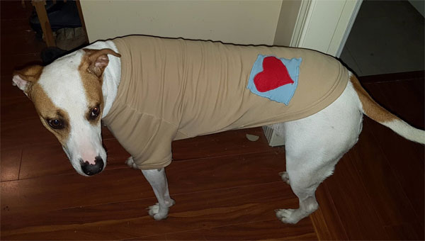 MileyaMonkey's tweet image. #ThrowbackThursday When Mom patched my sweater! #dogs