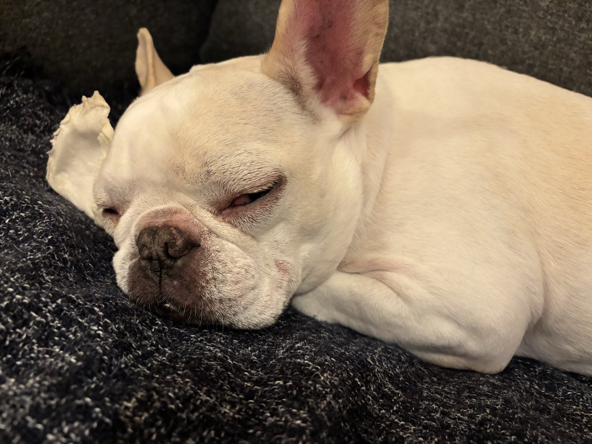 フレンチブルドッグ　ぶーにゃん tweet media