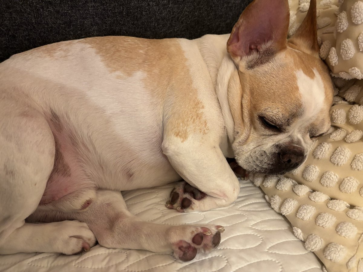 フレンチブルドッグ　ぶーにゃん tweet media