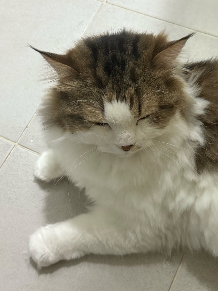 왕쿠니 (6학년) tweet media