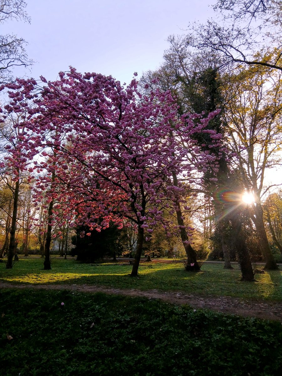 Dave_Roberts3's tweet image. With cherry blossom blooming, the sun breaks through the trees #DailyPictureTheme #sunbreaksthrough #sakura #cherryblossom #Cymru #Wales