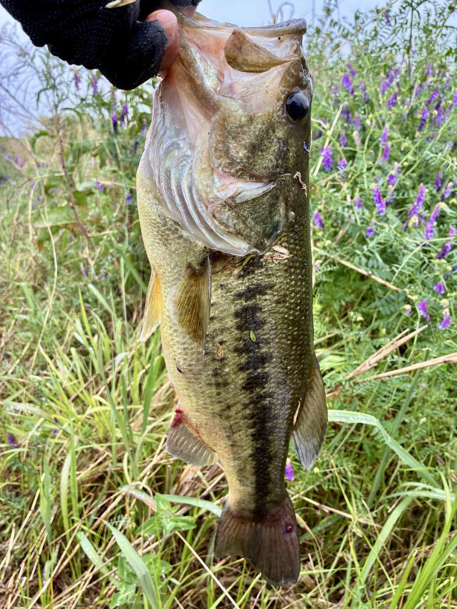 kitatsu18's tweet photo. 妻が予定より早く帰ってきた為
了承を得て釣行へ🎣

着いて早々HIT💥
かつてない引き…
ロッドが折れそう…
ラインが切れそう…
絶対にバラしたくない…‼️

やりました…😭

45ないかもだけど…今度は40UP間違いないかとw

その後38追加して雨が強まり終了☔️

#バス釣り
#バス釣り初心者 https://t.co/6HxVqxhcy1