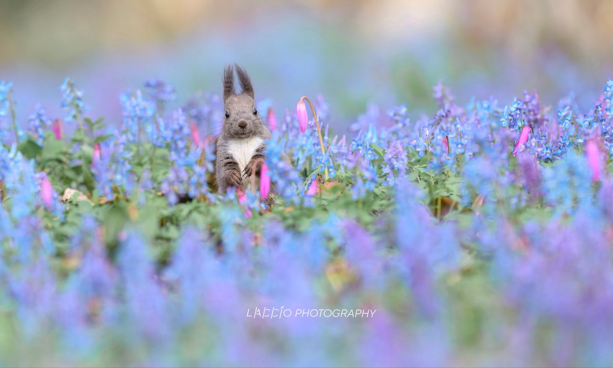 佐藤 章（らっちょ） ｜Akira Sato｜写真集「北の森の和毛たち」発売中 tweet media