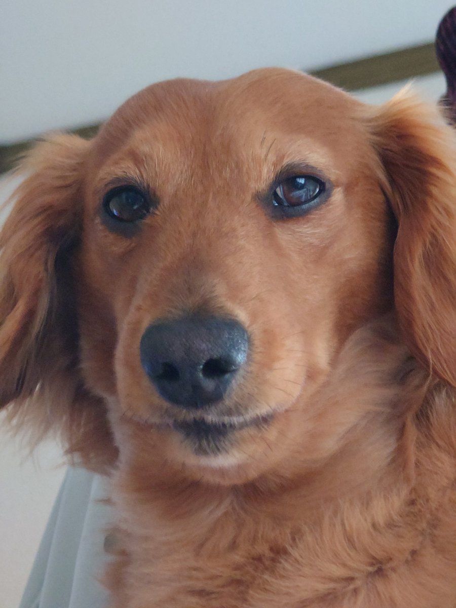 ラッキー tweet media