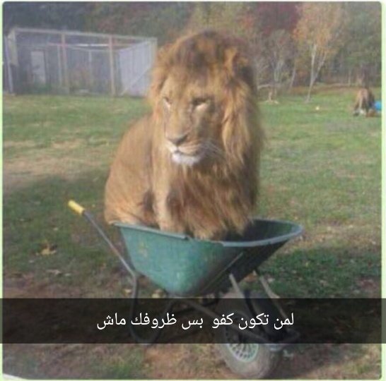 بسبوسة tweet media