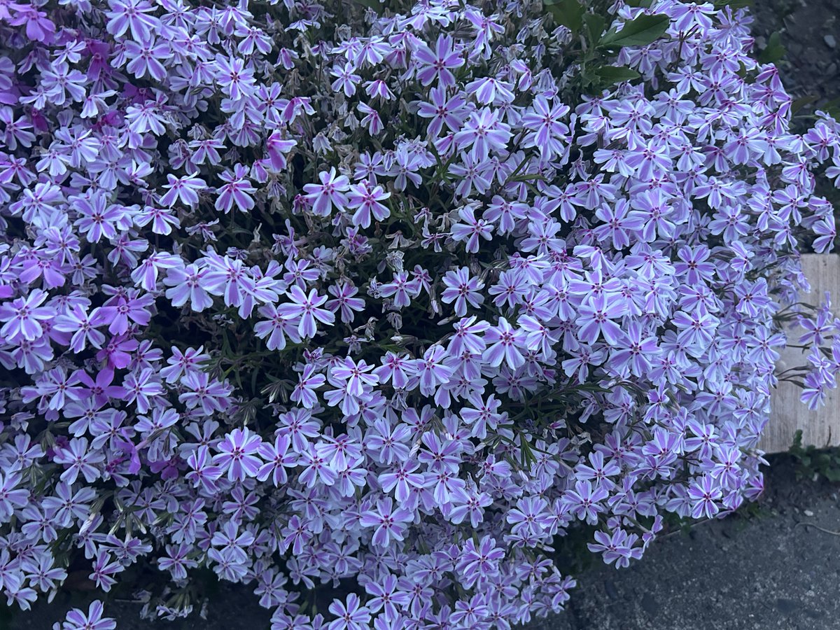 🐈‍⬛ゆりあい🐈 tweet media