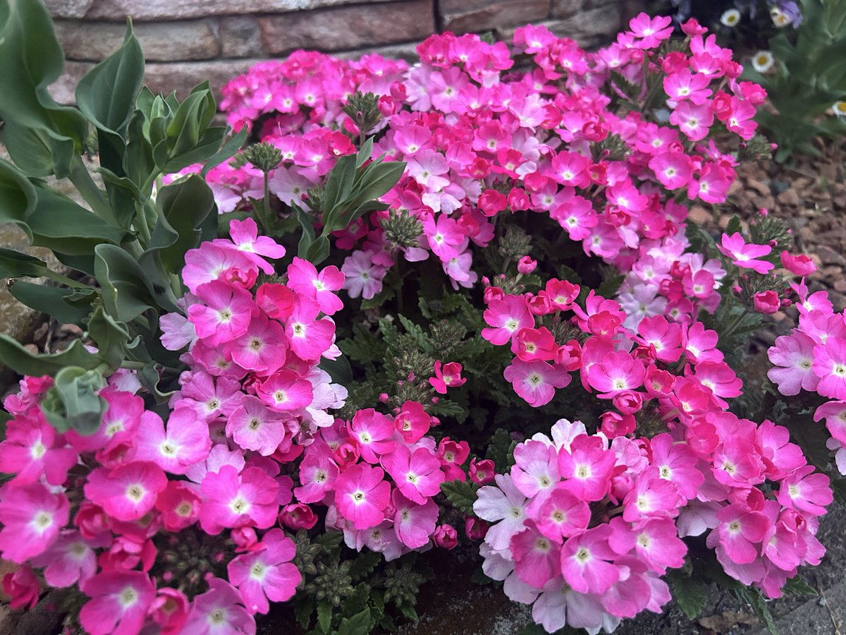 🐈‍⬛ゆりあい🐈 tweet media