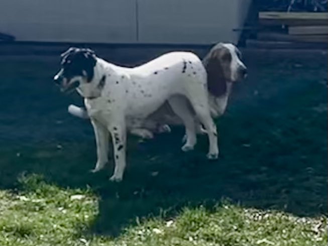 sixtaters's tweet image. Scrappy you already had breakfast #adoptdontshop #bassethound