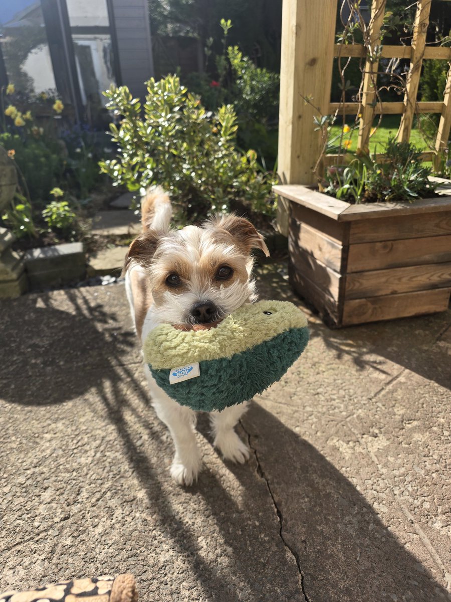 MillieandGriff's tweet image. Lobes my avocado 🥑 😋 😍  #dogsofX