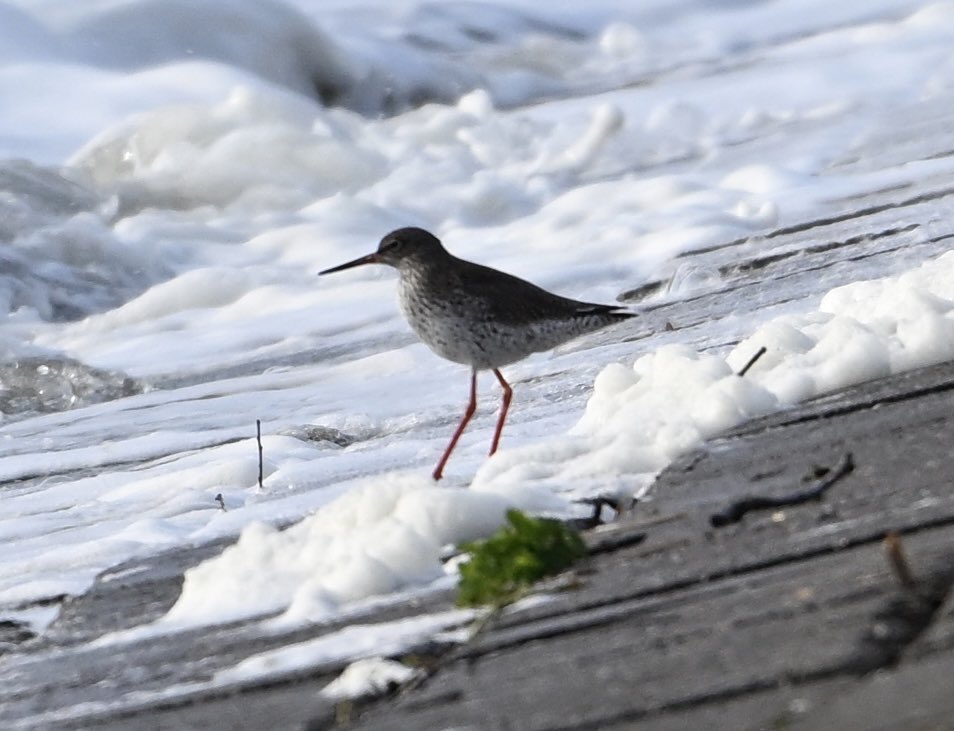 Baztheboat's tweet photo. Surfβs up! #redshank #stanfordreservoir https://t.co/JIoV614A9M