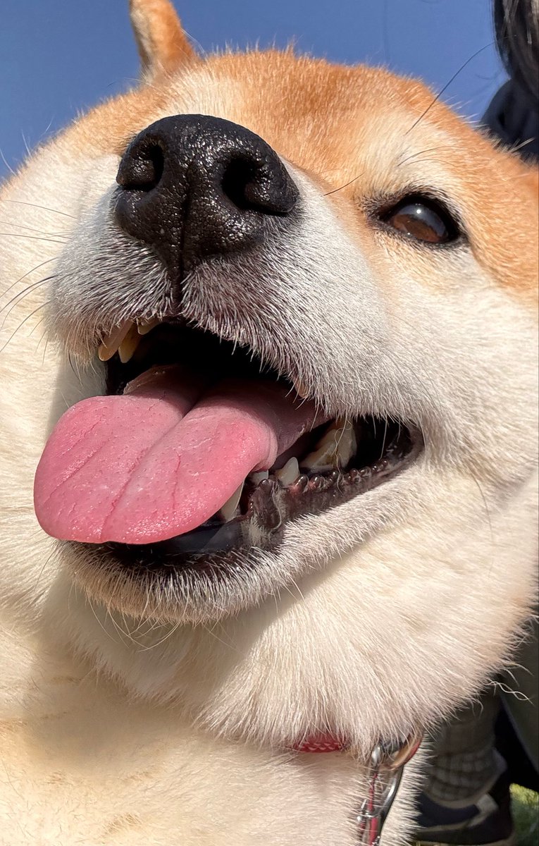 柴犬いち tweet media