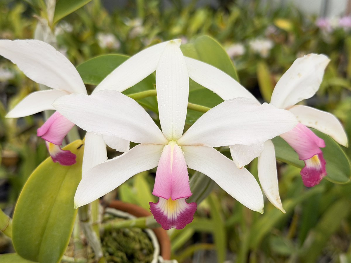 FlorestaAoi tweet media