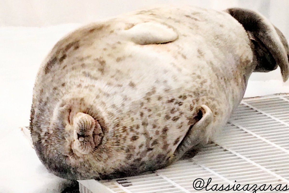 lassie99289125's tweet image. ユキちゃん Yuki 2025

ぐっすり

 #海遊館  #アザラシ  #seal