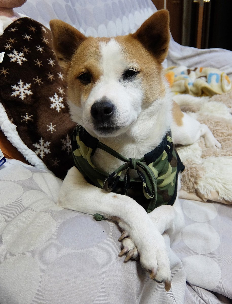 はぐれ＆けやき tweet media