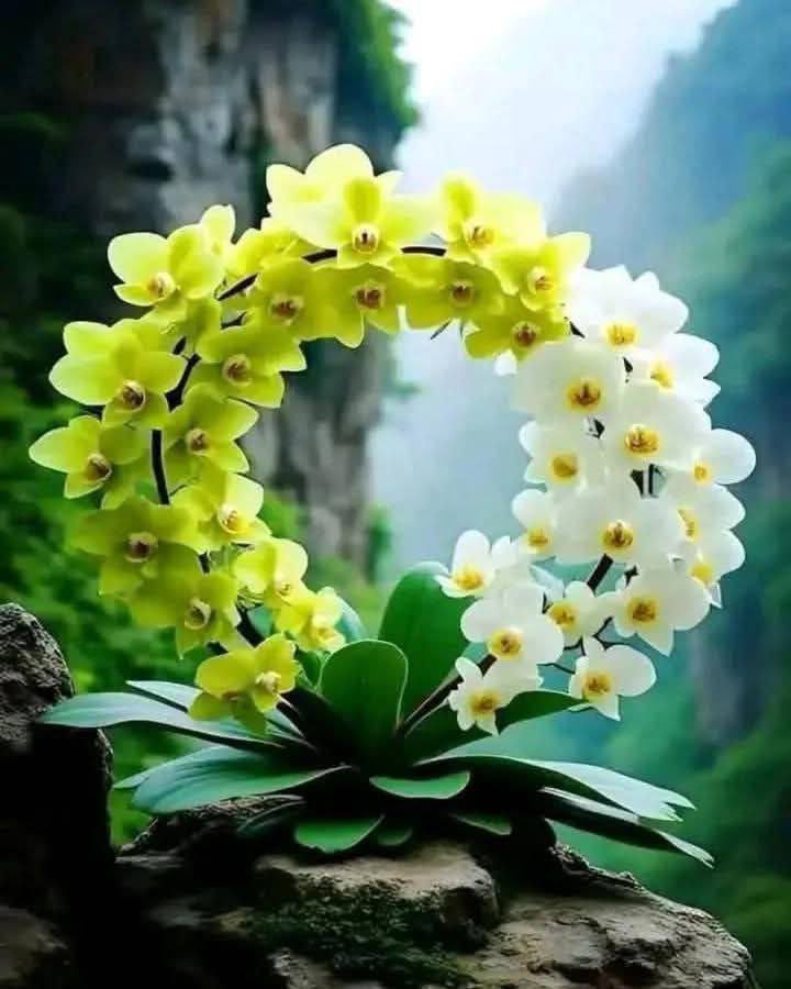 ﮼،هوى tweet media