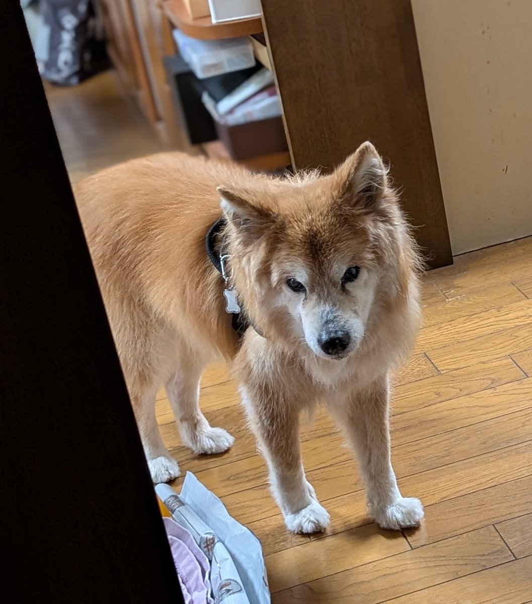 ちゃいろいみーいぬ tweet media