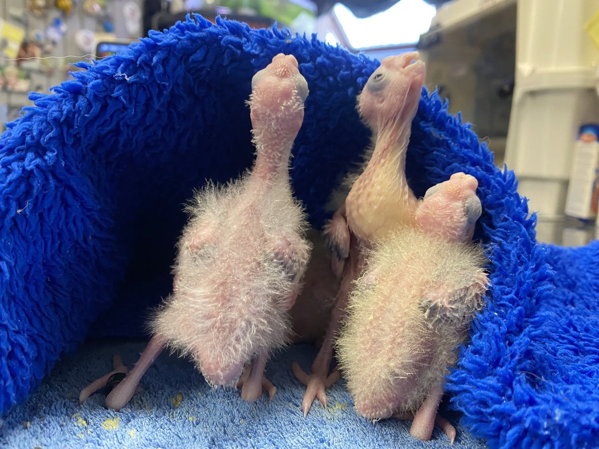 DominikaWalus's tweet photo. Jaskiniowcy
#nimfa #Cockatiel https://t.co/gCj0KK7zda