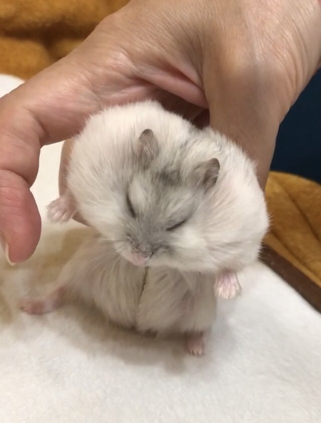 ほっぺたパンパンマン