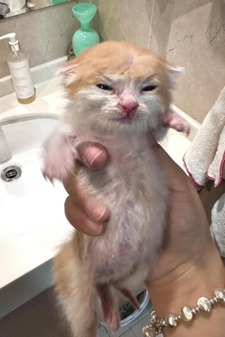 smol silly cat tweet media