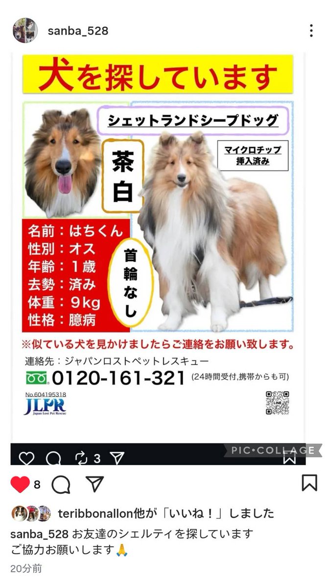 シェルティ・レスキュー公式 Sheltie Rescue JPN Official tweet media