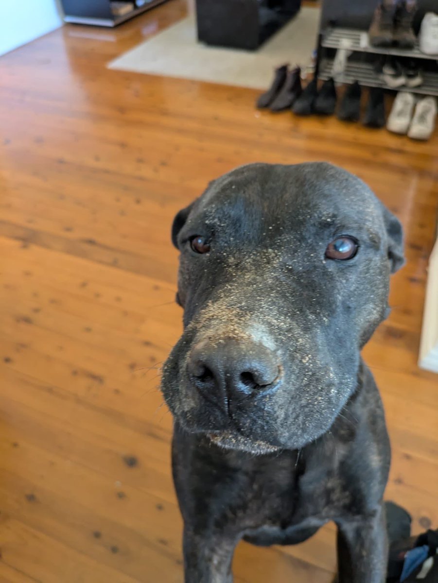 thurmOSHI's tweet photo. this coin has a special x factor to it.

i posted over a month ago at 500k. it went to 1.5m+ twice from there. 

but that doesn’t matter. this time is different. 

you don’t know the backstory? let me enlighten you. 

$ROSIE is a (cute) dog who unfortunately has cancer; tumors all over. her owner paul decided to take matters into his own hands. he developed a personalized mRNA vaccine and helped actually shrink one of Rosie’s tumors.

paul and $ROSIE made national headlines. because paul utilized grok to finalize the vaccine, elon has positively commented on the story multiple occasions. paul even had a meeting with sam altman (open ai). 

now, allow me to explain the x factor(s)

- paul has been given rights to all of the fees. he has accumulated around $150k that is awaiting him to retrieve. 

- rosie is alive and doing well. paul recently commented on finalizing her next vaccine. this being an on-going story adds momentum. the next vaccine is ready mid-may.

- paul is presumably creating a company to help other dogs do this exact process. imagine he partners with sam a or elon. rosie then becomes the face of next generation cancer treatment for dogs across the world. 

with this coin being around for one month and still being alive, says something. given the possibilities, it could make an astronomical type of run.

sit and wait. however long it takes.