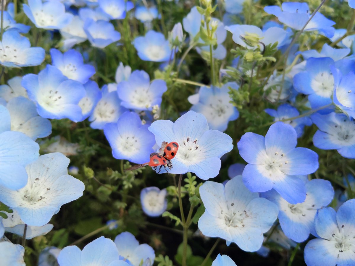 Shini1203's tweet photo. ネモフィラと🐞

めちゃくちゃ感動〜🫶
私の携帯はiPhoneじゃないし加工もゼロけど…それでもこんなに綺麗〜😳

#ひたち海浜公園 #ネモフィラ #ネモフィラブルー #nemophila #hitachiseasidepark https://t.co/iBuStOaPTl