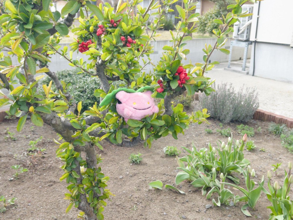 かにｻﾝﾊﾞ₍₍⁽⁽🦀₎₎⁾⁾ tweet media