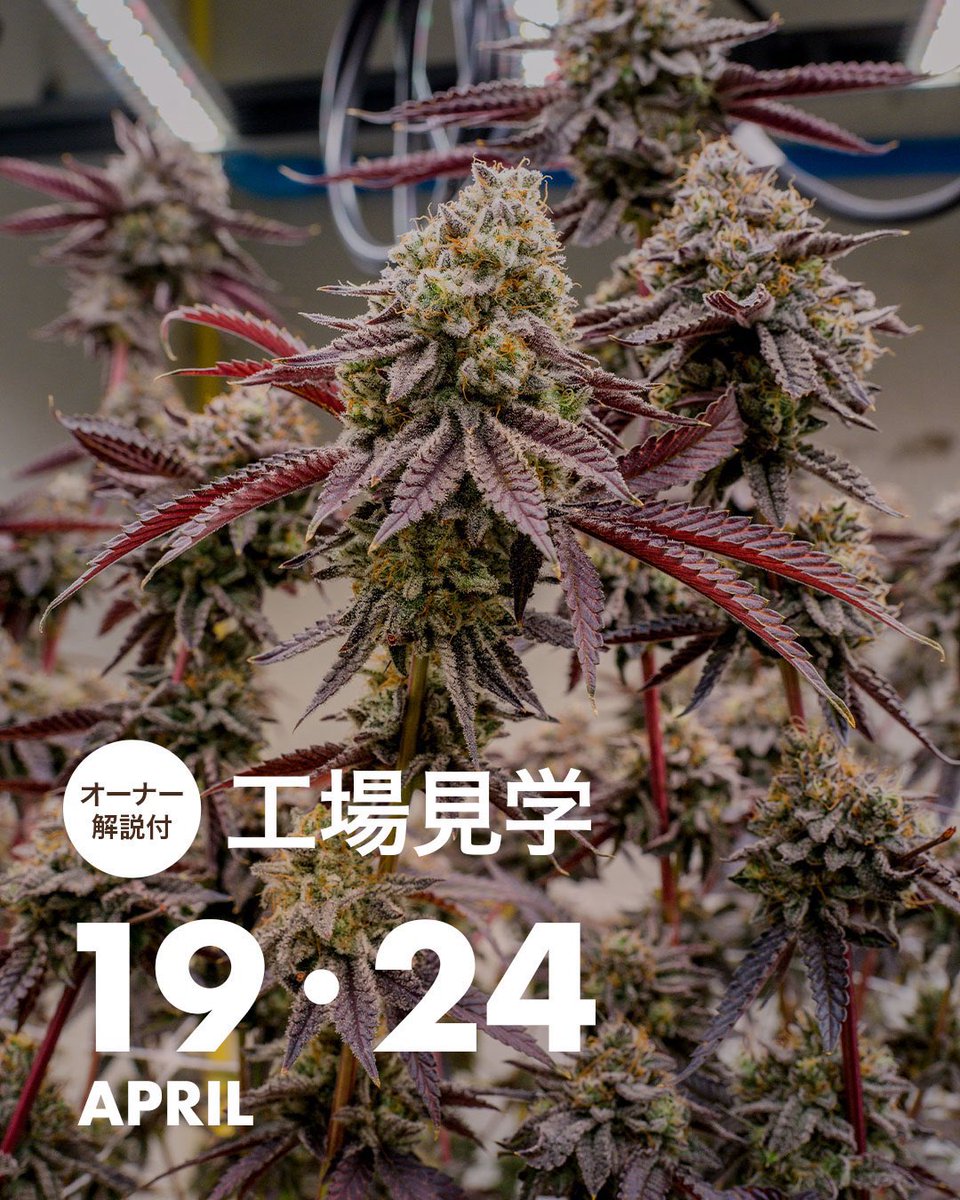 【明日工場見学】
普段は一般公開無しの新工場をご案内します！

ご希望の方は14:00〜
チェンマイ店にお集まりください！🔥