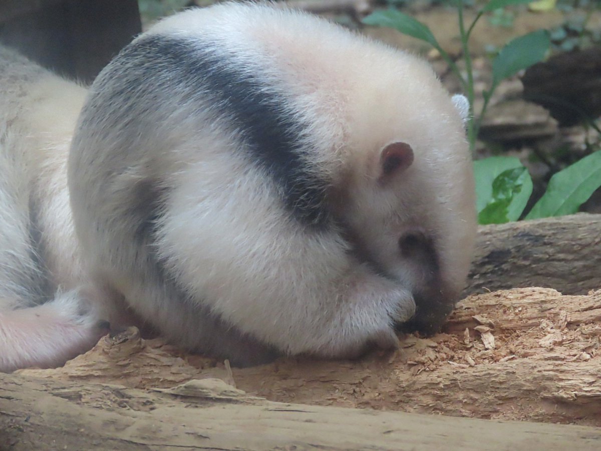 まーんまるだいふくくん☺️

📷️20260422
#ミナミコアリクイ
#野毛山動物園
#ふく