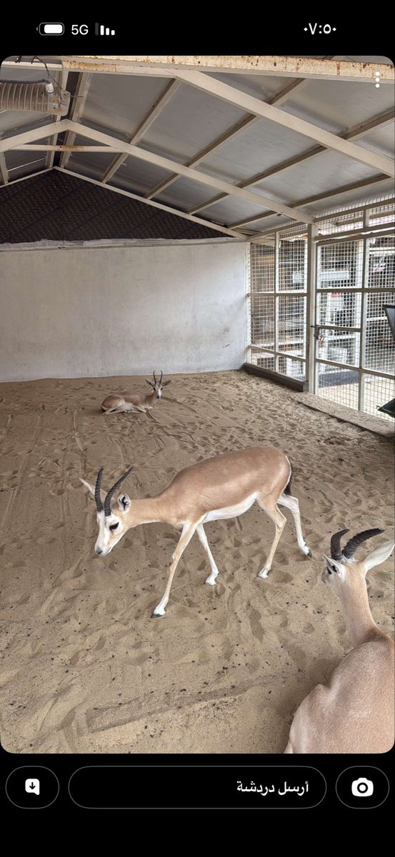 سهيل الجنوبي 🇶🇦 tweet media