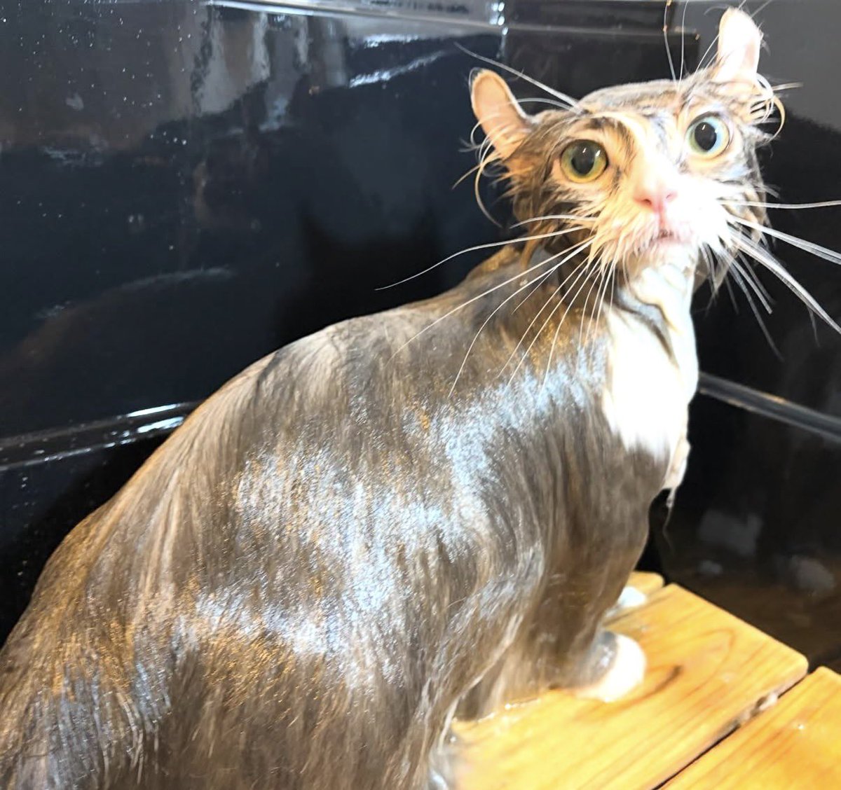 ししゃもとかぼす tweet media