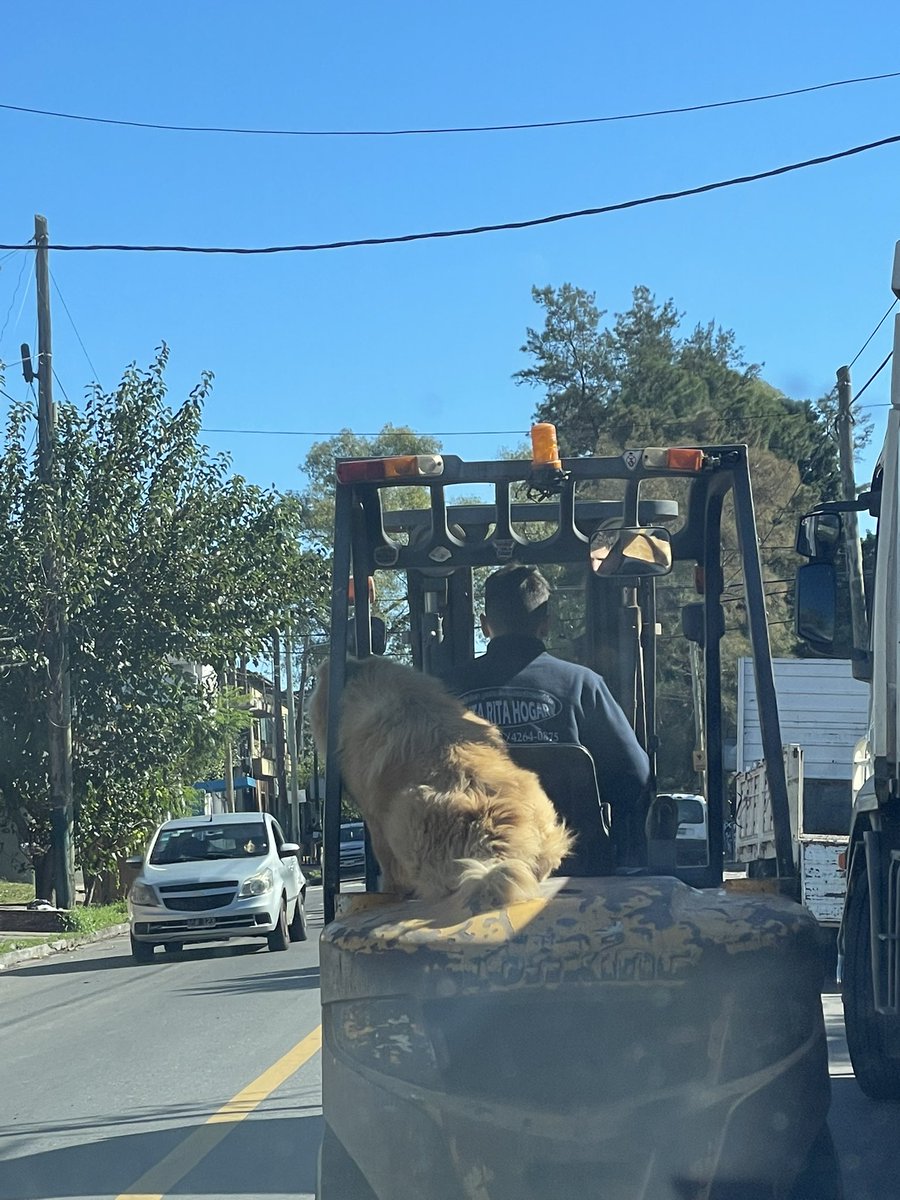 AlitaBellolio's tweet image. Compañeros 

#dog #pic