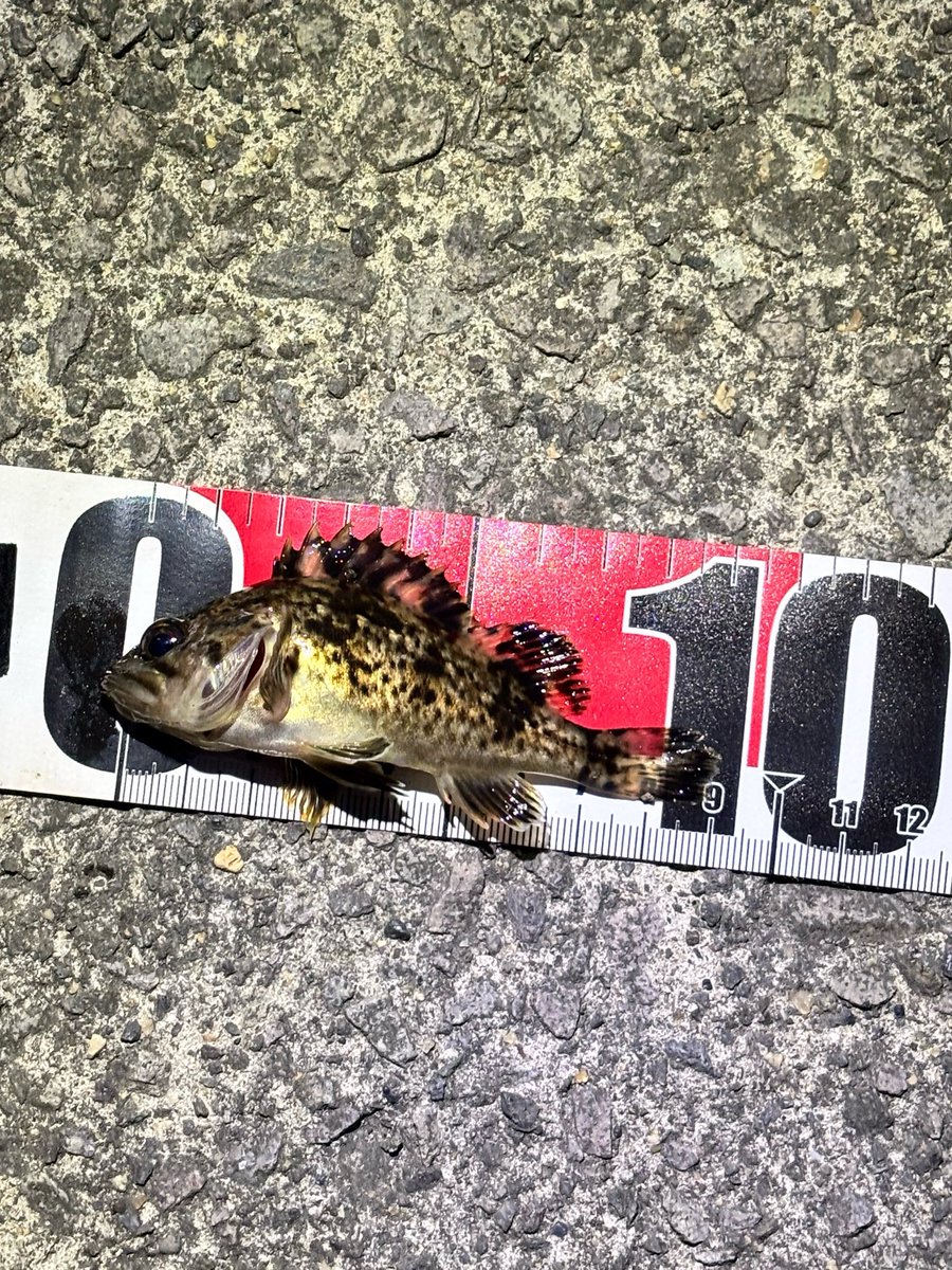 rubikcube_fish's tweet photo. こんなの釣る予定じゃないんだけども https://t.co/tJN9G81nmp
