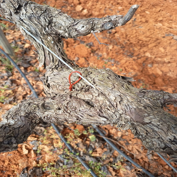 La confusión sexual en viñedo como herramienta para la sanidad vegetal del cultivo lajunta.es/6e3je#RAIF