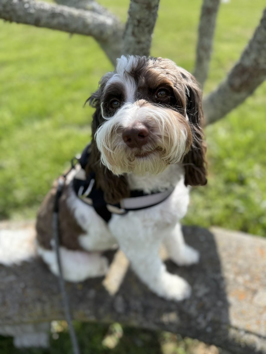 3dogs_andahorse's tweet image. I’ve mastered the “😐” face. - Georgie🦴
#thursdayvibes #doodles #dogsoftwitter