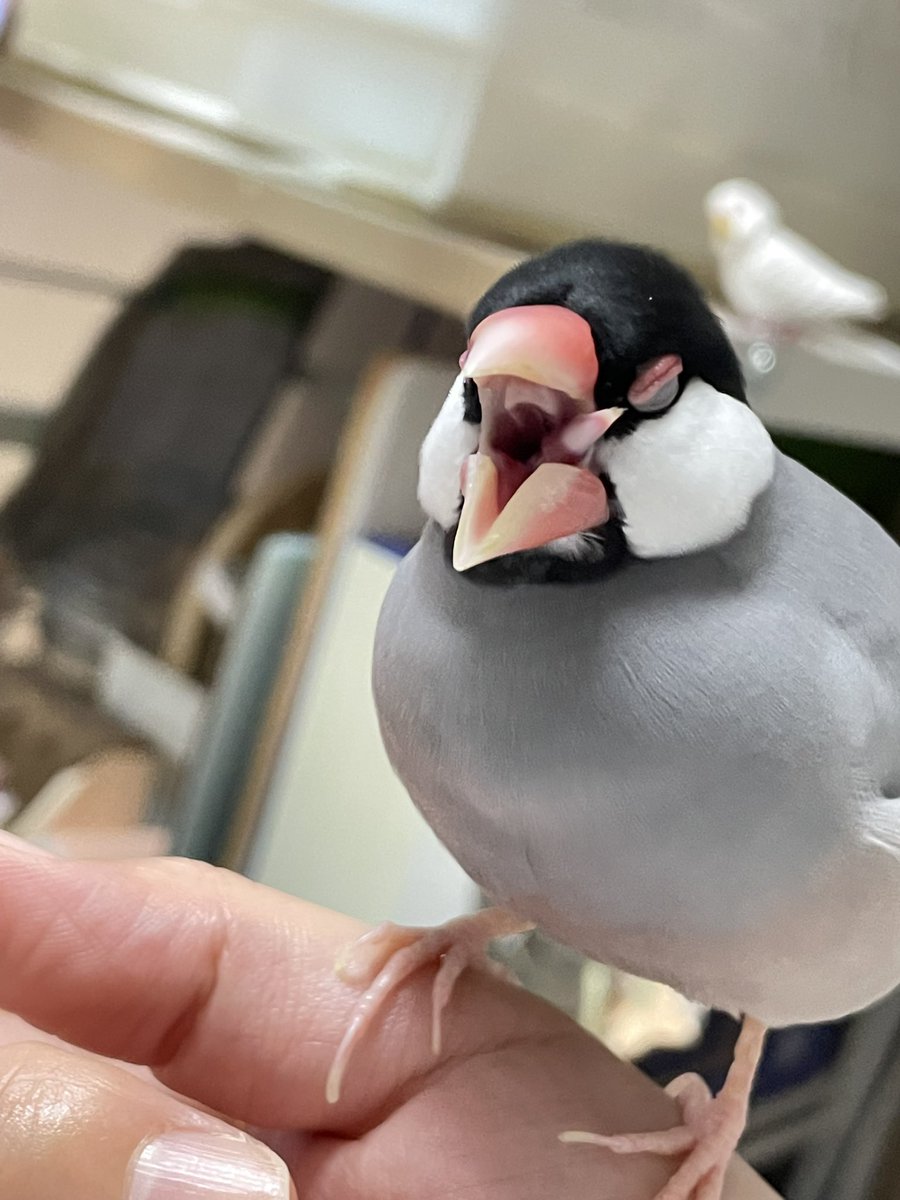 もちの飼い主 tweet media