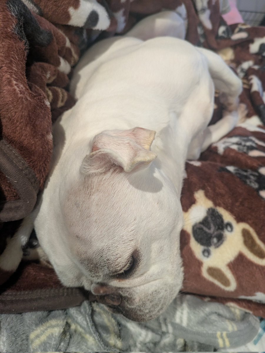 ハルヒコ tweet media