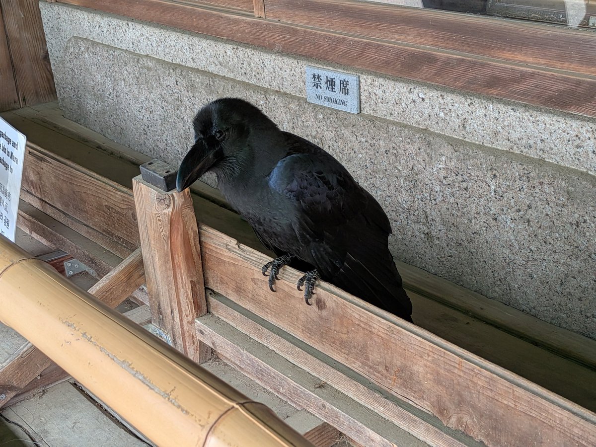 鈴木 喬（SUZUKI Takashi） I wish for world peace- tweet media