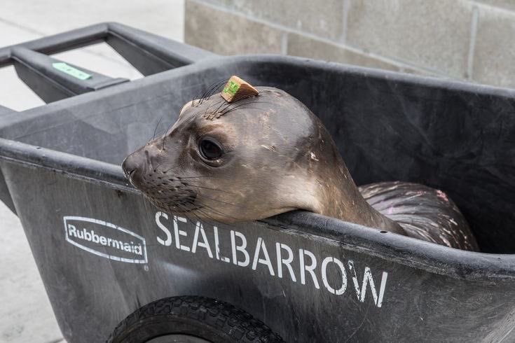 belphie 🍀 #1 miquella apologist tweet media