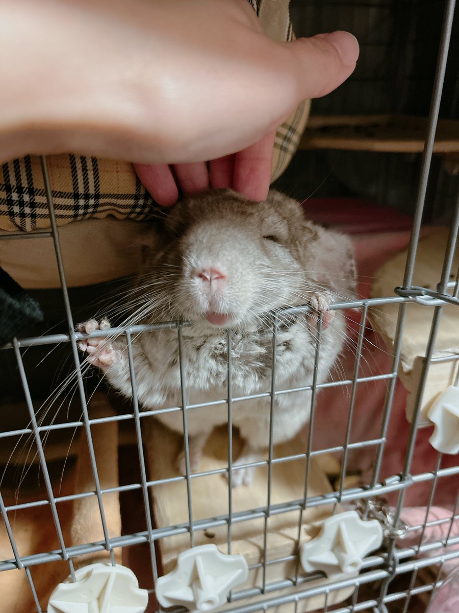 ままはちーちゃんのこのうっとりほよほよ顔がだいすきだよ