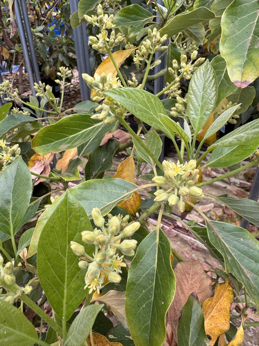 ベラビスタ tweet media