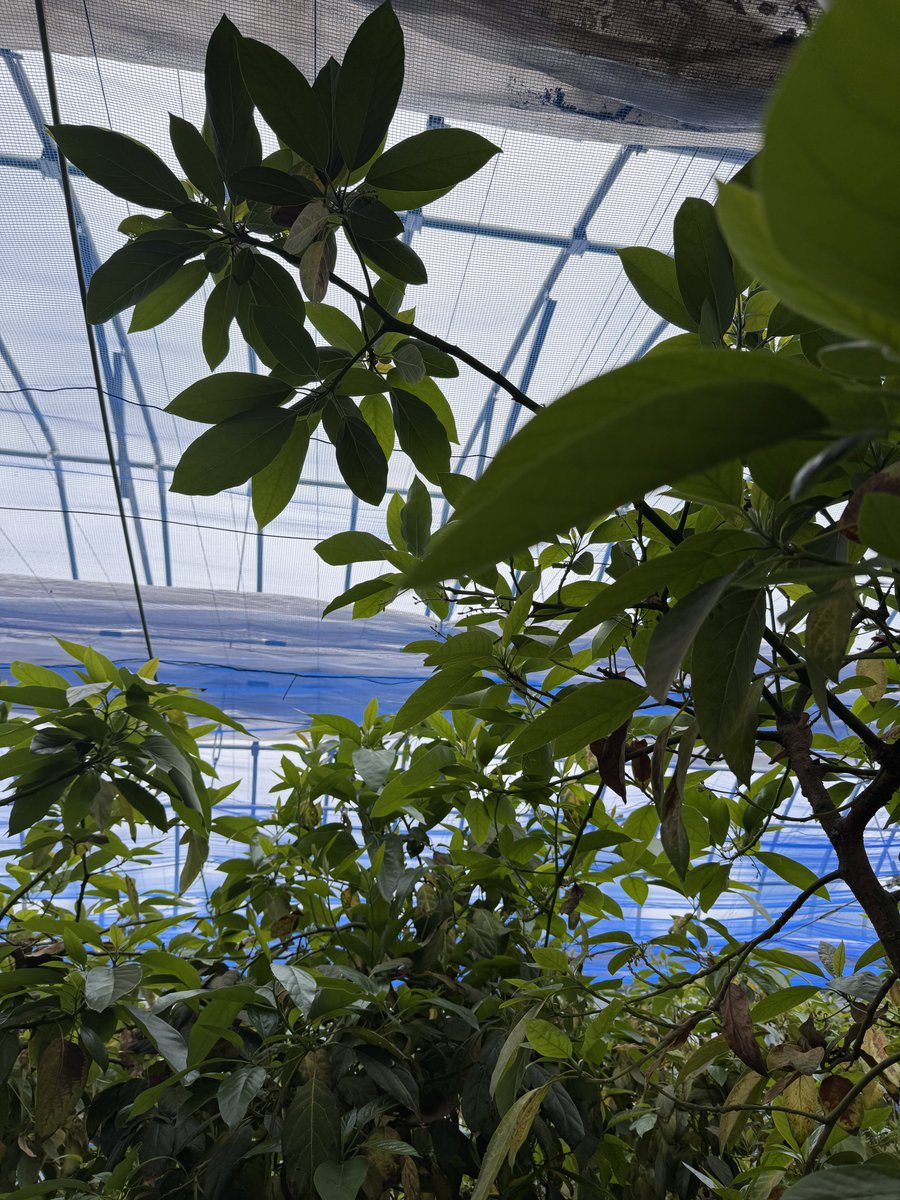 ベラビスタ tweet media