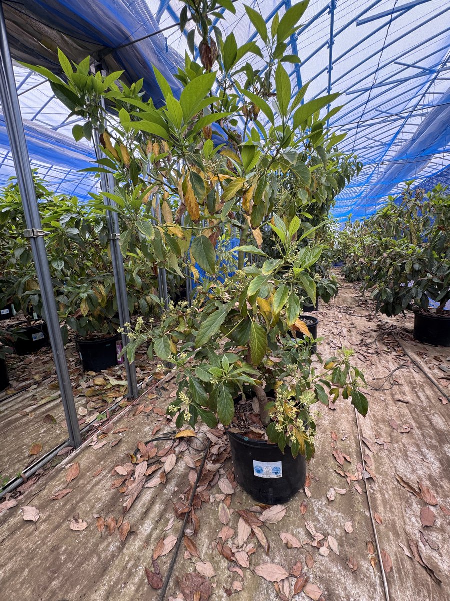 ベラビスタ tweet media