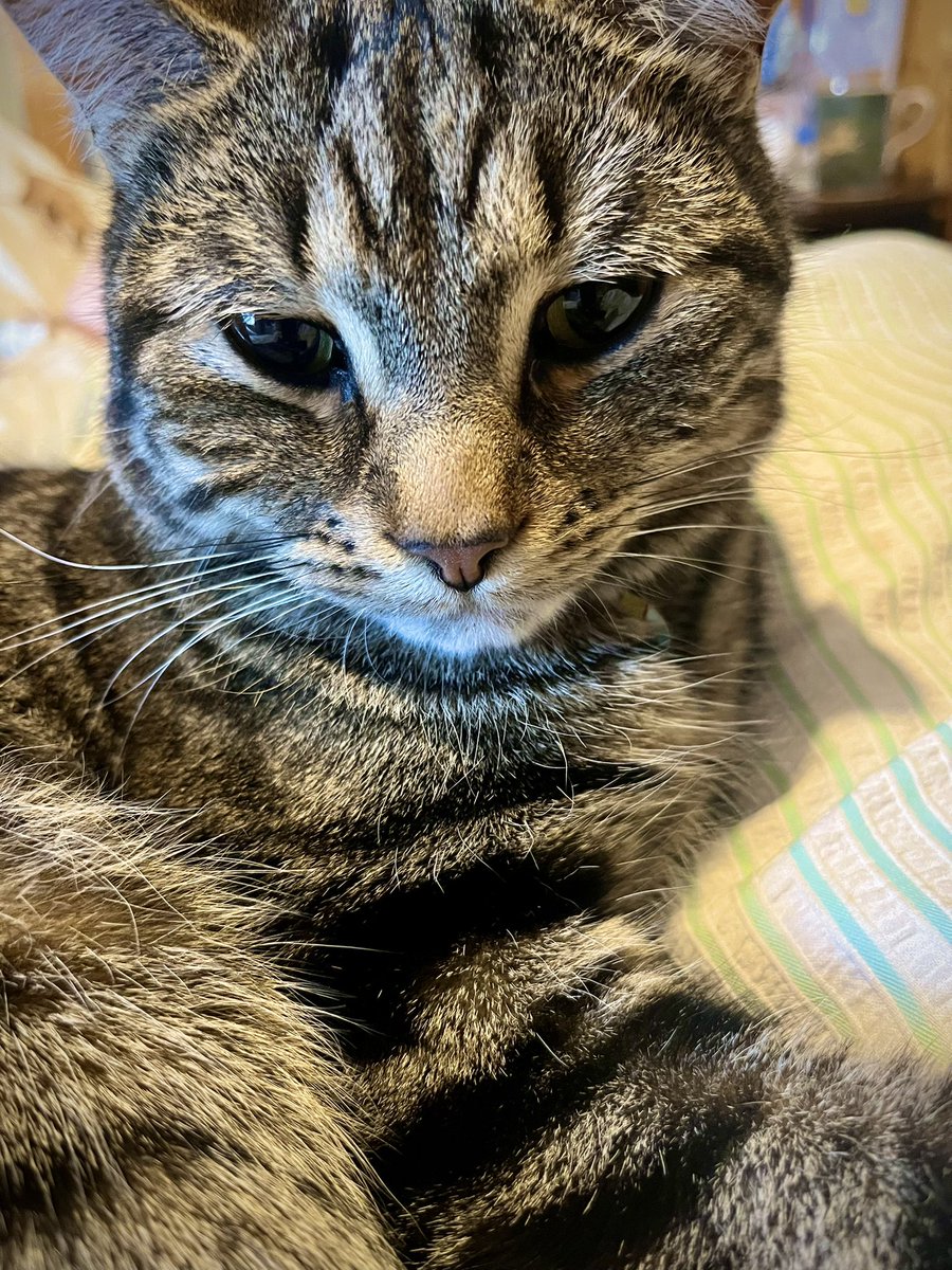 Malcolm_theCat's tweet image. Friends! We have a Poorly Percy today. He’s got an upset tummy. Send him lots of Healing Thoughts please - I know it will work! Thank you ❤️❤️❤️